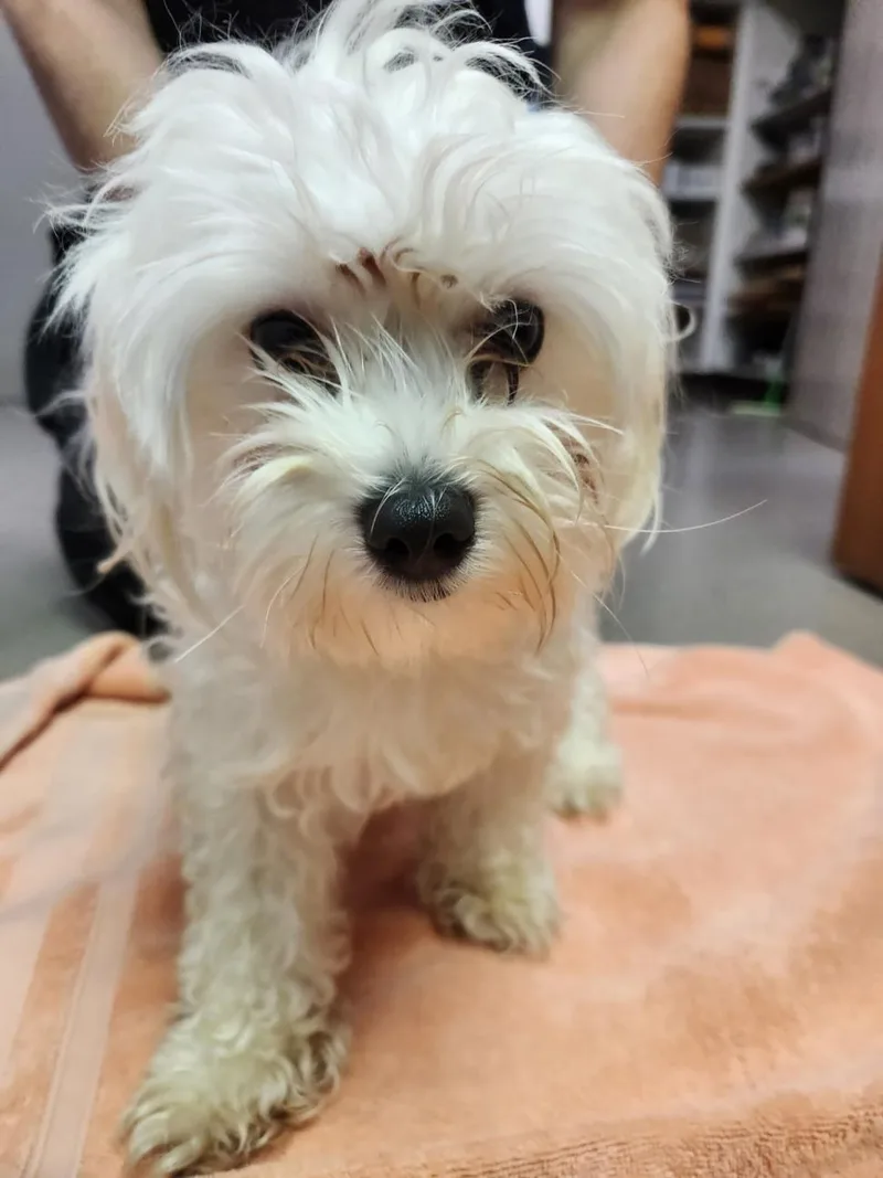 A young small-sized female Maltese dog named Traviesa for adoption in Burbank, CA