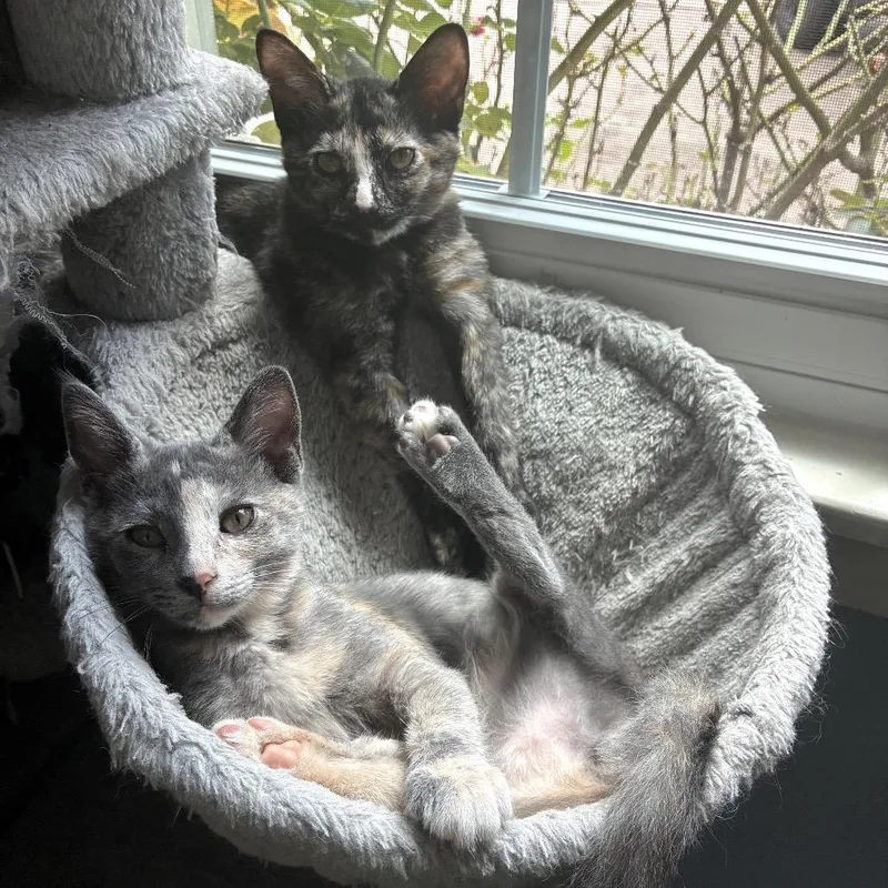 A baby small-sized female Tortoiseshell Domestic Short Hair cat named Gabrielle for adoption in Houston, TX
