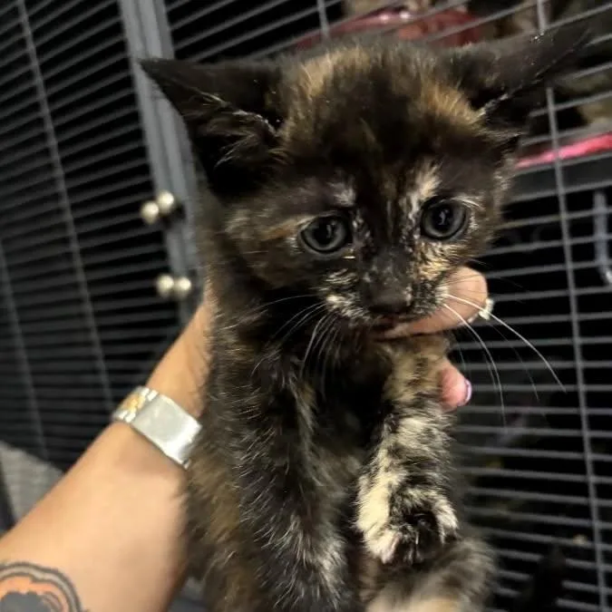 A baby small-sized female Tortoiseshell Domestic Short Hair cat named Athena for adoption in League City, TX