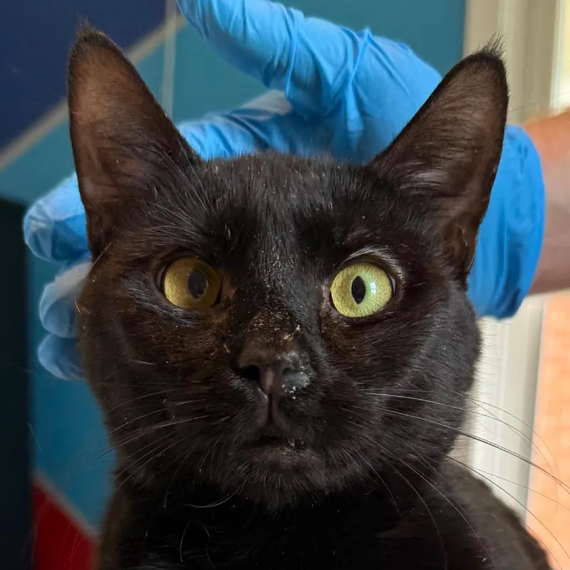 An adult medium-sized male Black Domestic Short Hair cat named Moko Loko for adoption in Allentown, PA