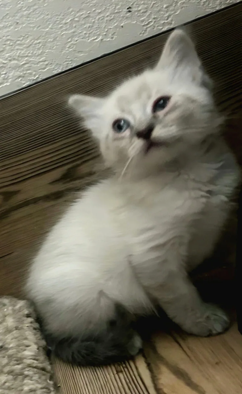 A baby medium-sized male Buff / Tan / Fawn Siamese cat named Tipsy for adoption in Campbell, CA