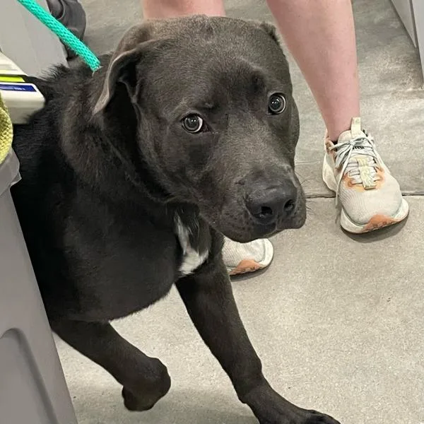 A young large-sized male Labrador Retriever dog named Bradley for adoption in Des Moines, IA