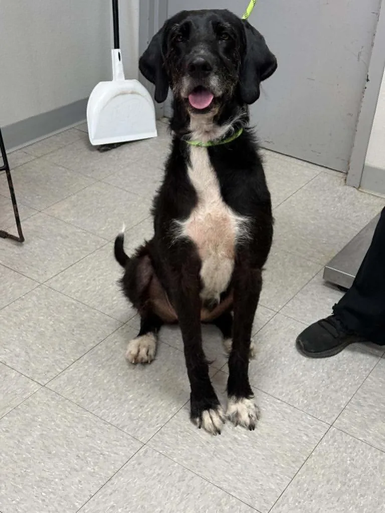 An adult large-sized female Irish Wolfhound dog named Minerva for adoption in Sorrento, LA