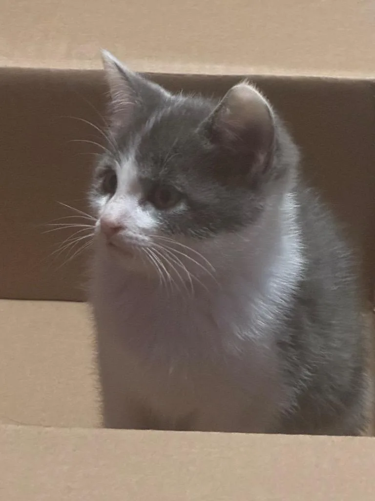 A baby small-sized female American Shorthair cat named Litani for adoption in Hagaman, NY