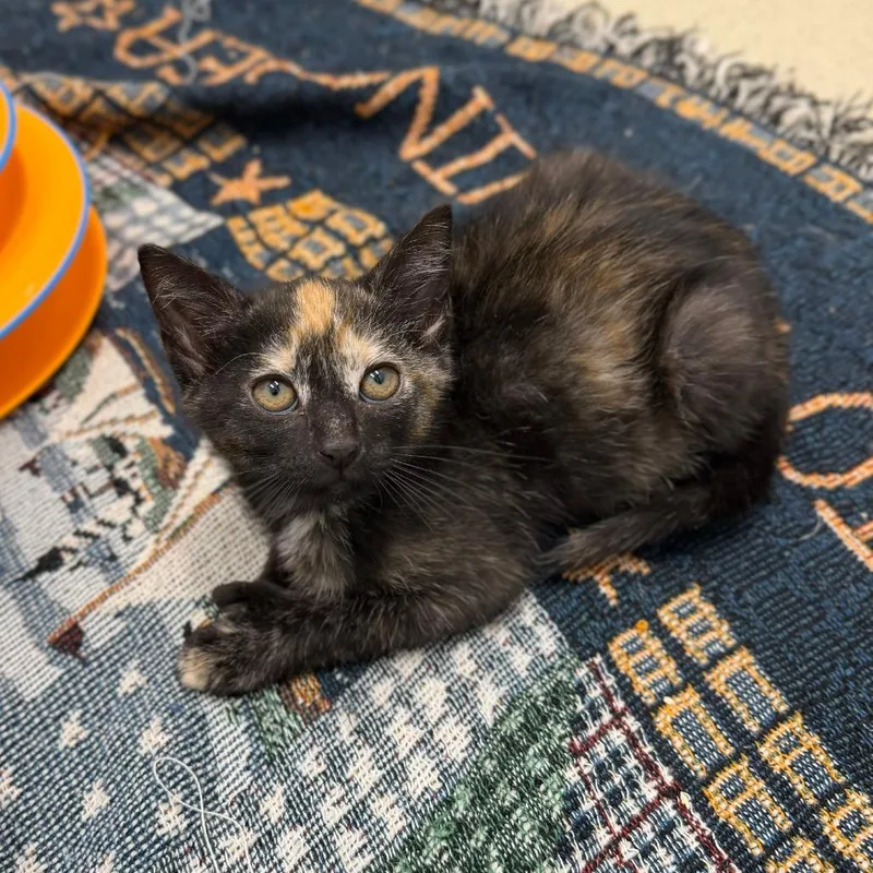 A baby small-sized female Tortoiseshell Domestic Short Hair cat named Ella for adoption in Marshall, VA
