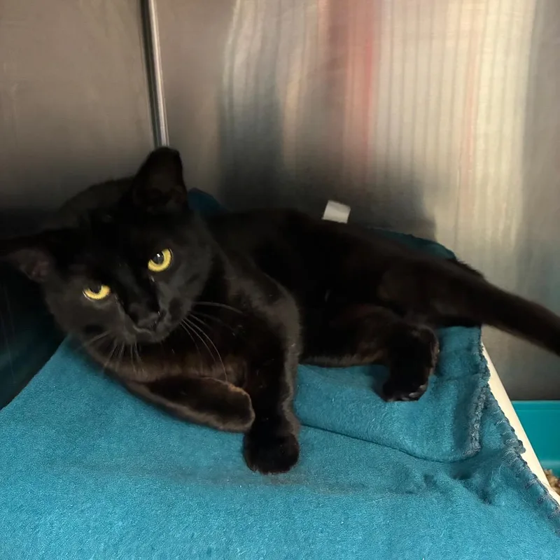 An adult medium-sized female Black Domestic Short Hair cat named Emily Prentiss for adoption in Fredericksburg, VA