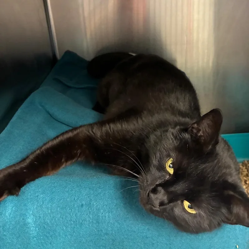 Emily Prentiss thumbnail 2