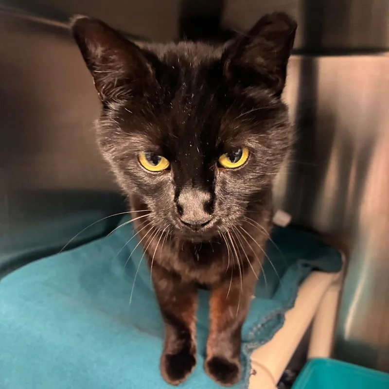 Emily Prentiss thumbnail 3