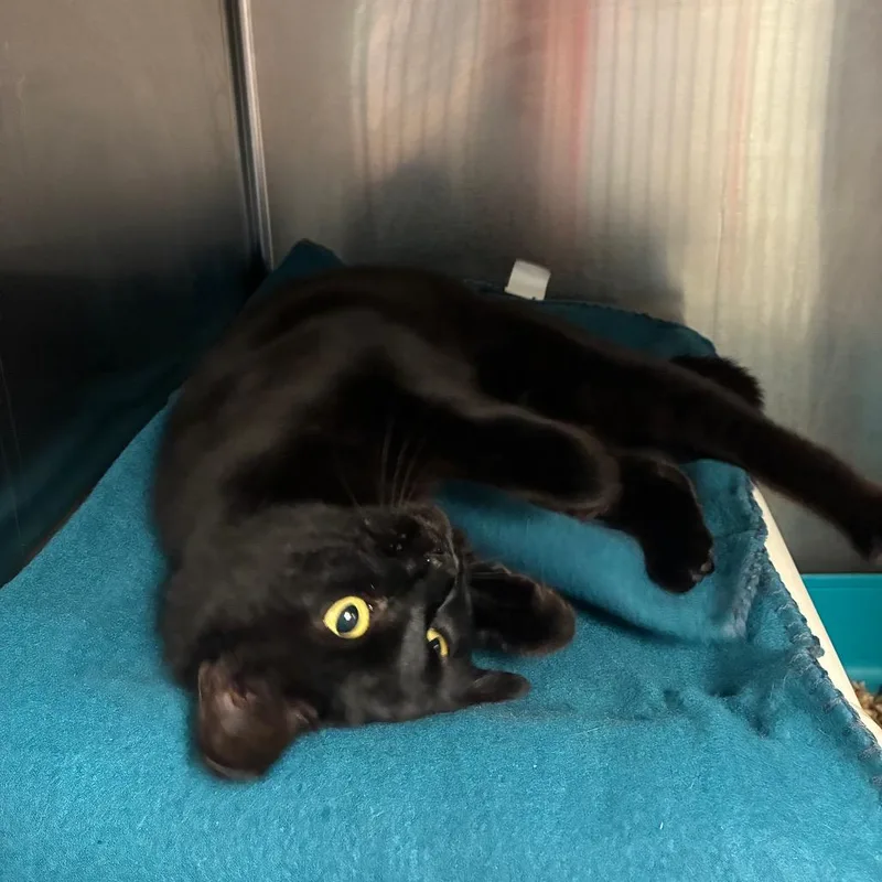 Emily Prentiss thumbnail 4