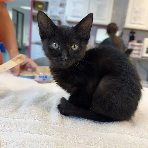 A baby small-sized female Black Domestic Short Hair cat named Dunkin Donuts for adoption in Austin, TX