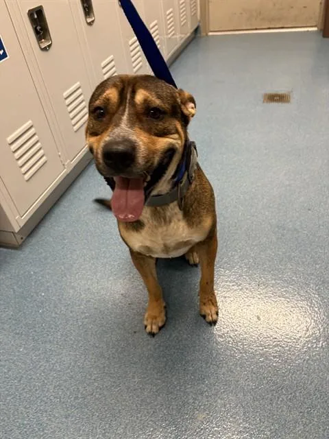 A young large-sized male American Staffordshire Terrier dog named Jax for adoption in Pearland, TX