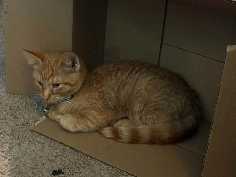 A baby medium-sized male Tabby (Orange / Red) Domestic Short Hair cat named Grey Bean for adoption in Muncie, IN