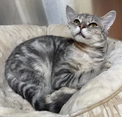 A young medium-sized male Domestic Short Hair cat named Chomp for adoption in Westland, MI