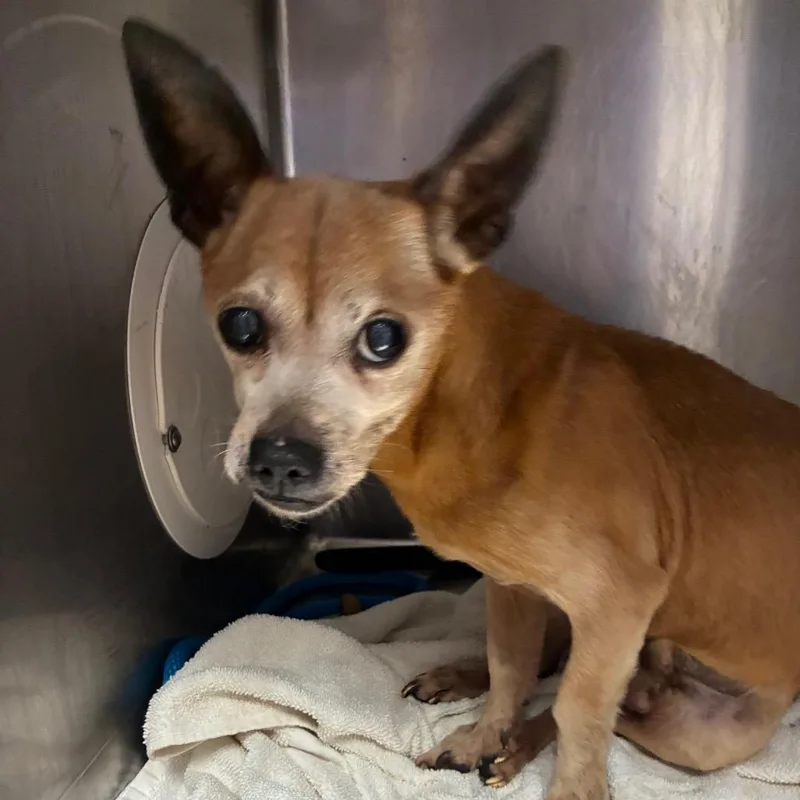 A senior small-sized male Yellow / Tan / Blond / Fawn Chihuahua dog named Miguel for adoption in Northbrook, IL