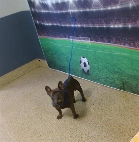 An adult small-sized male French Bulldog dog named Brice for adoption in Miami, FL