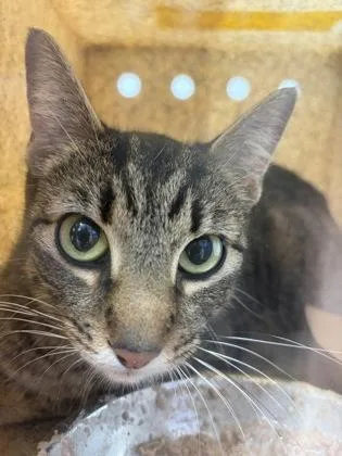 An adult small-sized female Domestic Short Hair cat named Rolls Royce for adoption in West Chester, PA
