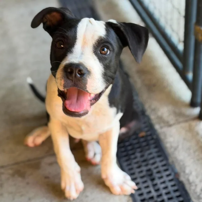 A baby large-sized male Black Mixed Breed dog named Zippy for adoption in BONIFAY, FL