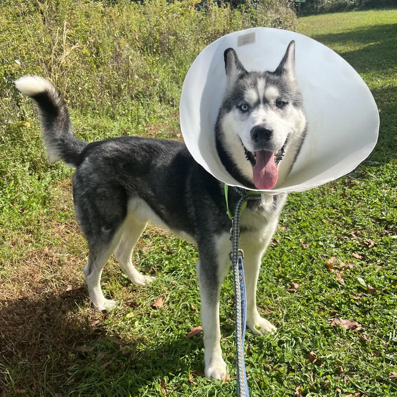 An adult large-sized male Siberian Husky dog named Balto for adoption in Phoenixville, PA