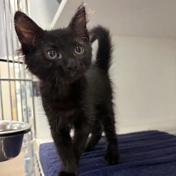 A baby small-sized female Domestic Long Hair cat named Judith for adoption in Phoenix, AZ