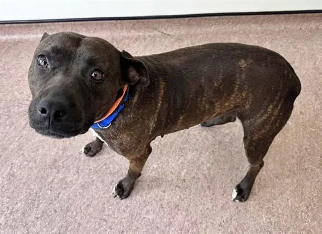 A young large-sized female Pit Bull Terrier dog named Sissy for adoption in Saint Louis, MO