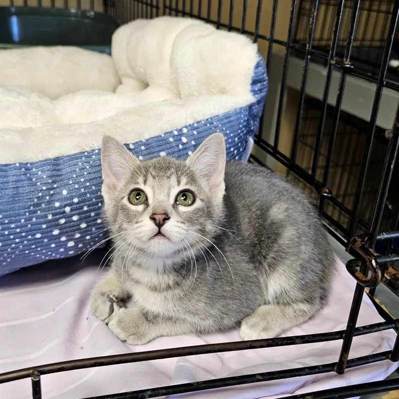 A baby medium-sized female Tabby (Gray / Blue / Silver) Domestic Short Hair cat named Twist for adoption in Searcy, AR