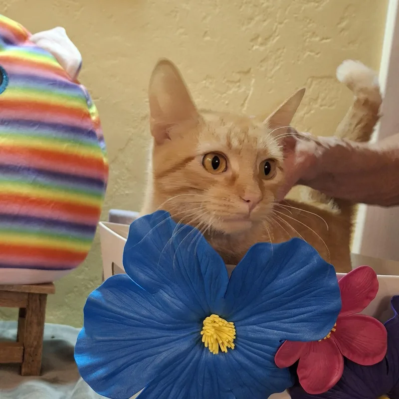 A young small-sized female Orange & White American Shorthair cat named Sunshine for adoption in Kansas City, MO