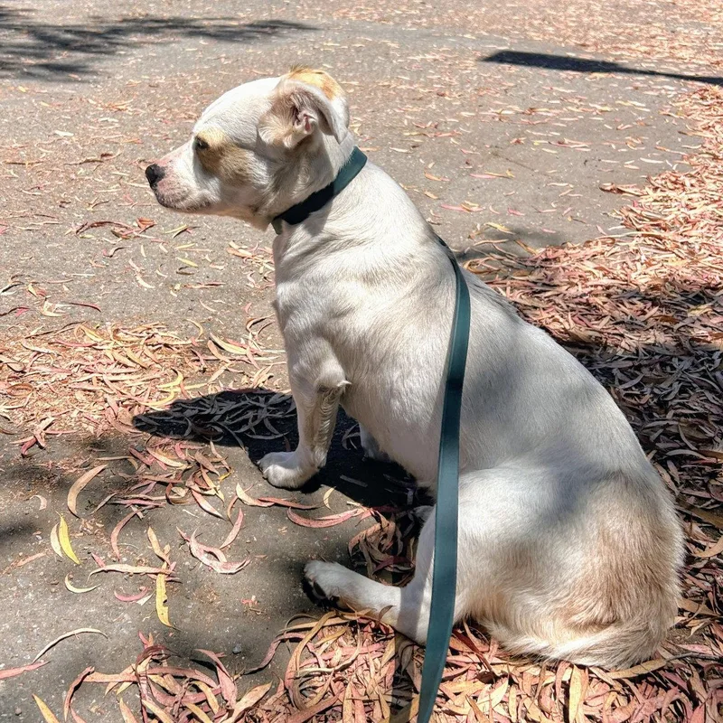 A young medium-sized female Terrier dog named Margie for adoption in Oakland, CA