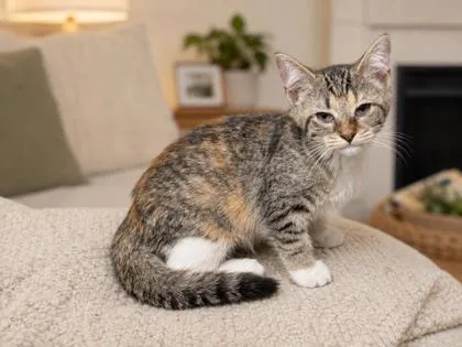 A young small-sized female Domestic Short Hair cat named Ariel for adoption in Taylorsville, NC