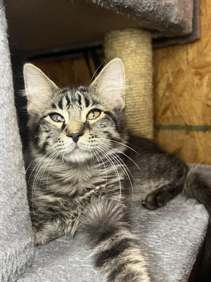 A young medium-sized male Domestic Short Hair cat named Conway for adoption in Hammond, LA
