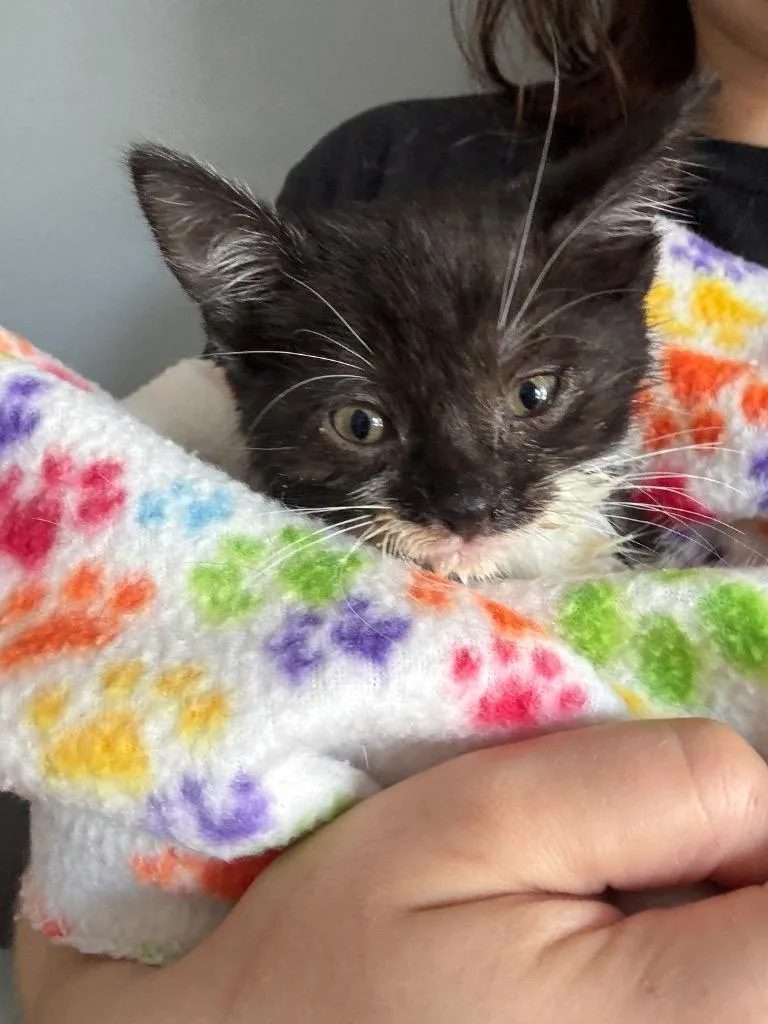 A baby medium-sized female Domestic Short Hair cat named Nora for adoption in Hartford City, IN