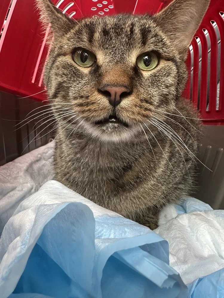 An adult large-sized male Brown / Chocolate Domestic Short Hair cat named Teddy Bear for adoption in Chicago, IL