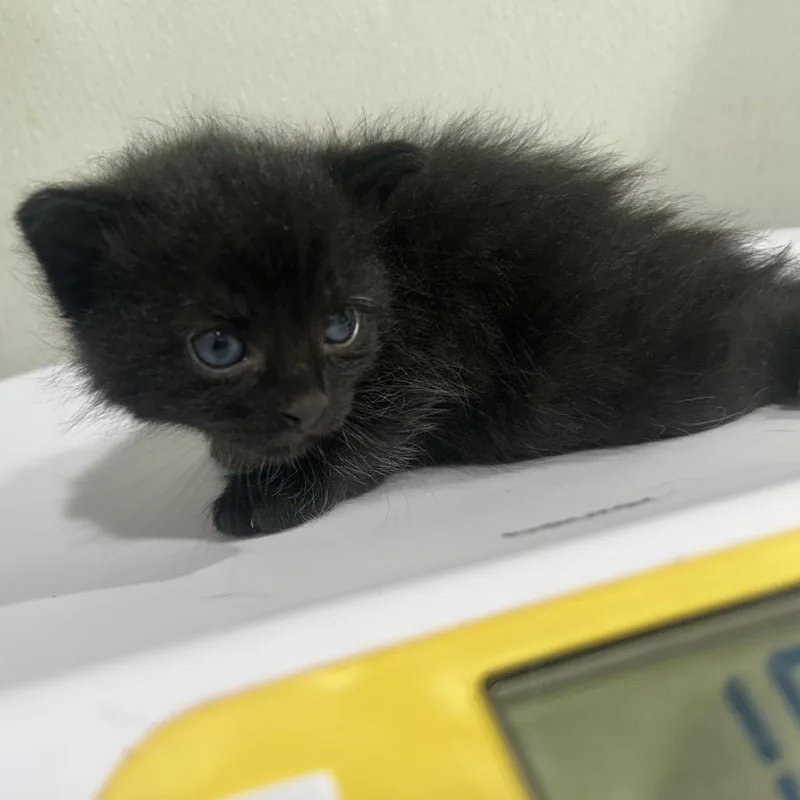 A baby small-sized male Black Domestic Short Hair cat named Eclipse for adoption in Clearwater, FL