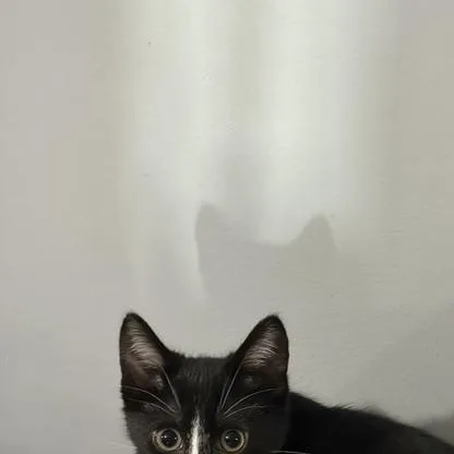 A baby small-sized male Black & White / Tuxedo Domestic Short Hair cat named Sword for adoption in FITCHBURG, MA