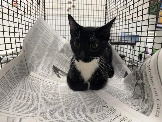 A young extra large-sized female Domestic Short Hair cat named Oreo for adoption in Los Angeles, CA