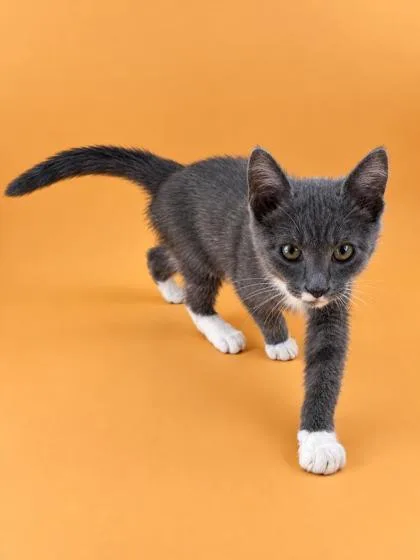 A baby medium-sized male Domestic Short Hair cat named Habeas for adoption in Dahlonega, GA