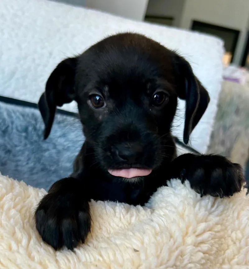 A baby medium-sized female Labrador Retriever dog named Gracia for adoption in Cottonwood, AZ