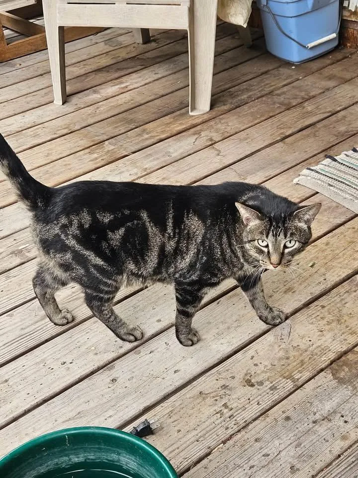 An adult medium-sized male Tabby (Brown / Chocolate) Domestic Short Hair cat named Bernard for adoption in Manhattan, KS