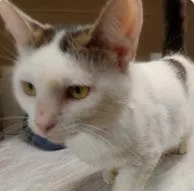 An adult medium-sized female Brown / Chocolate Domestic Short Hair cat named Sabrina The Teenage Witch for adoption in Kansas City, MO