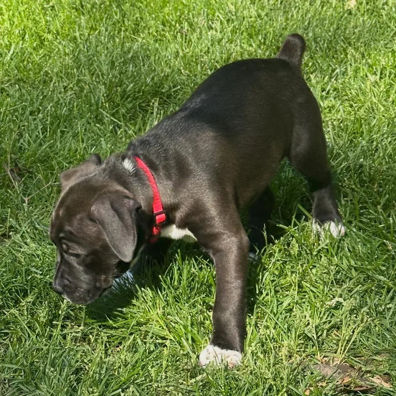 Mabel