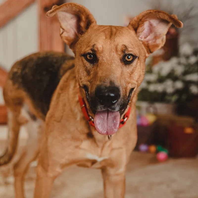 A young large-sized male German Shepherd Dog dog named Chance for adoption in Krum, TX