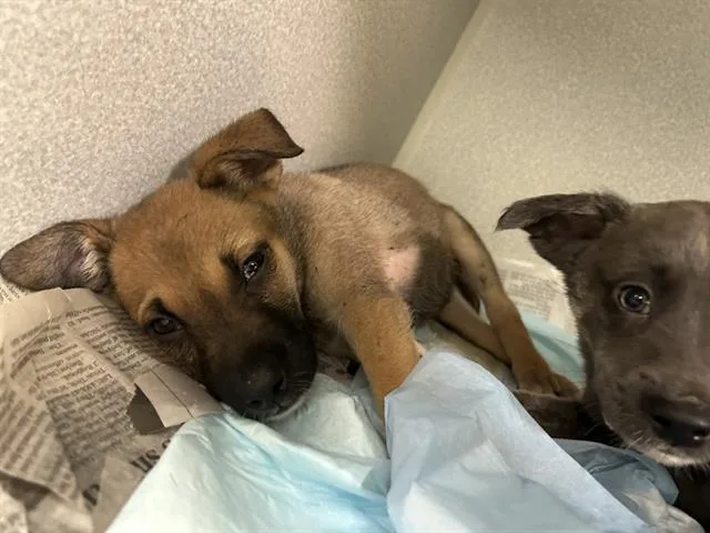 A baby medium-sized female Mixed Breed dog named Thing for adoption in Dallas, TX