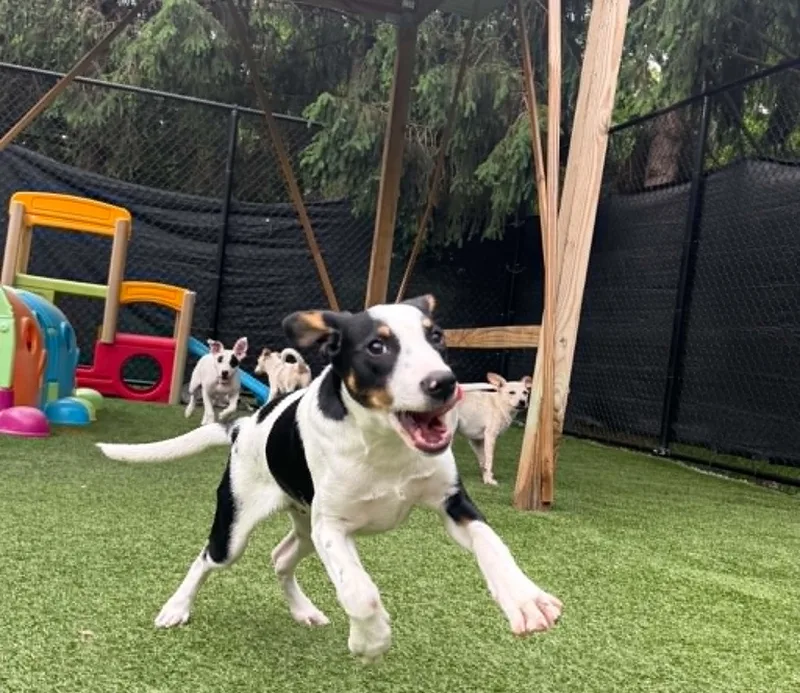 A young small-sized male Mixed Breed dog named Bogart for adoption in Groton, CT