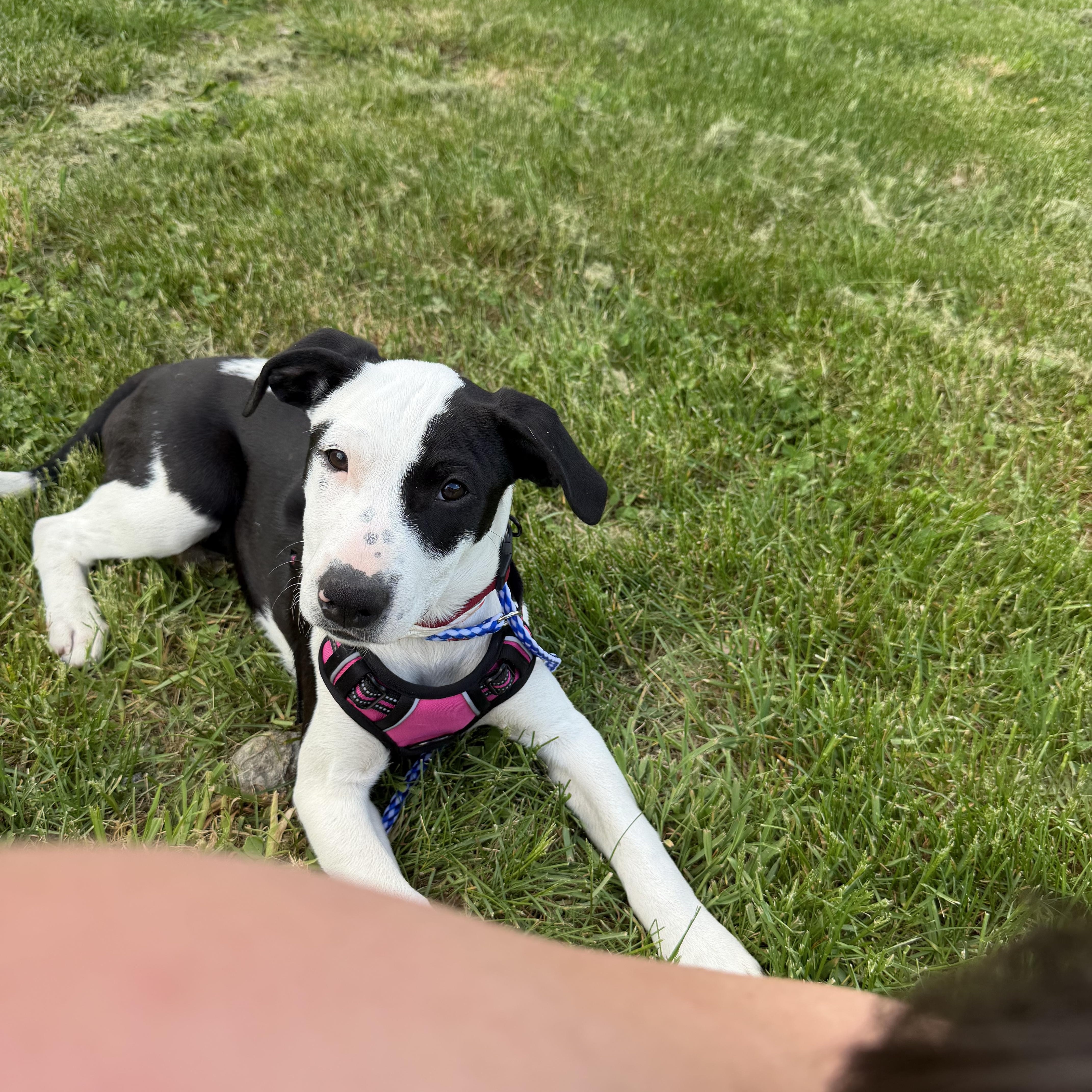 Daisy