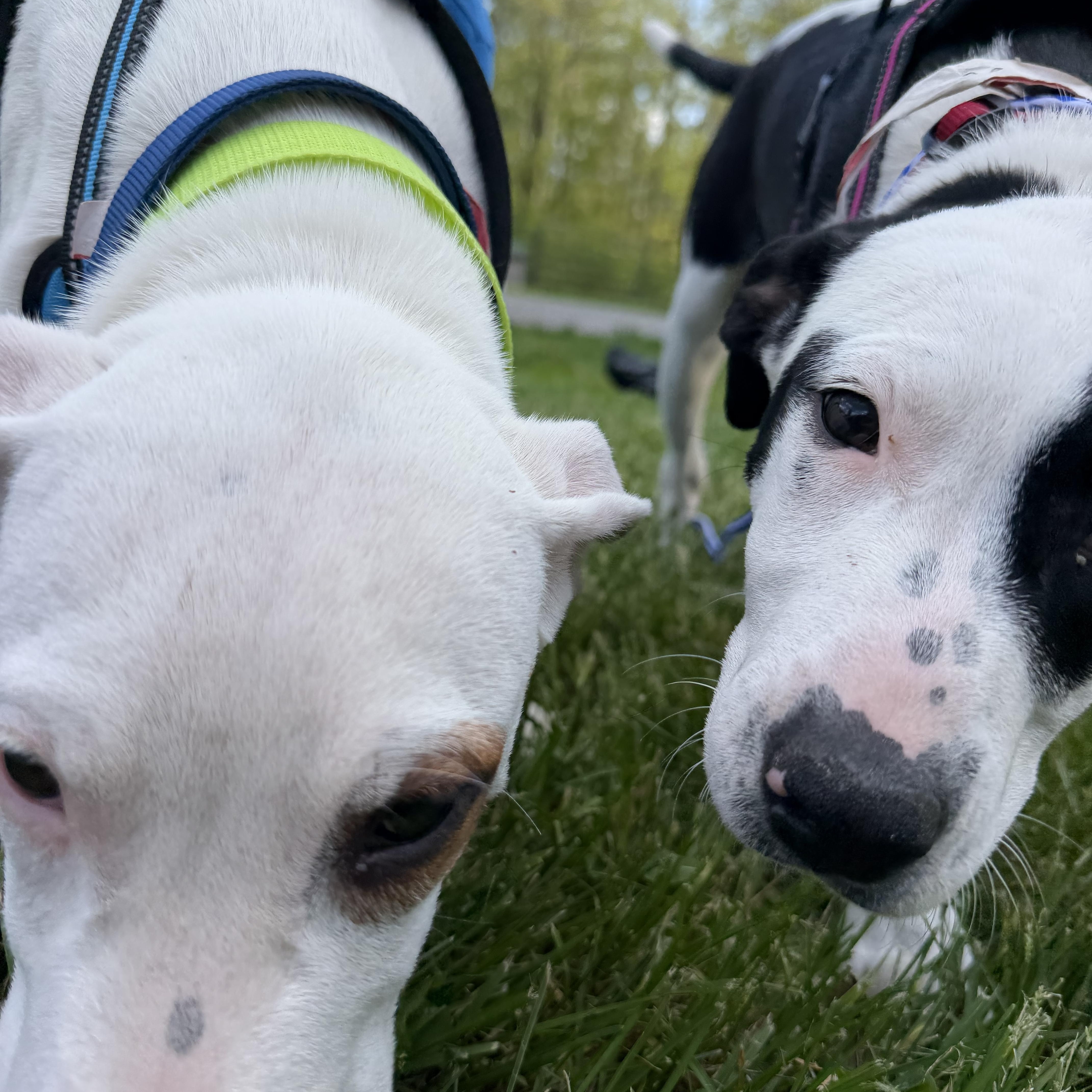 Daisy thumbnail 2