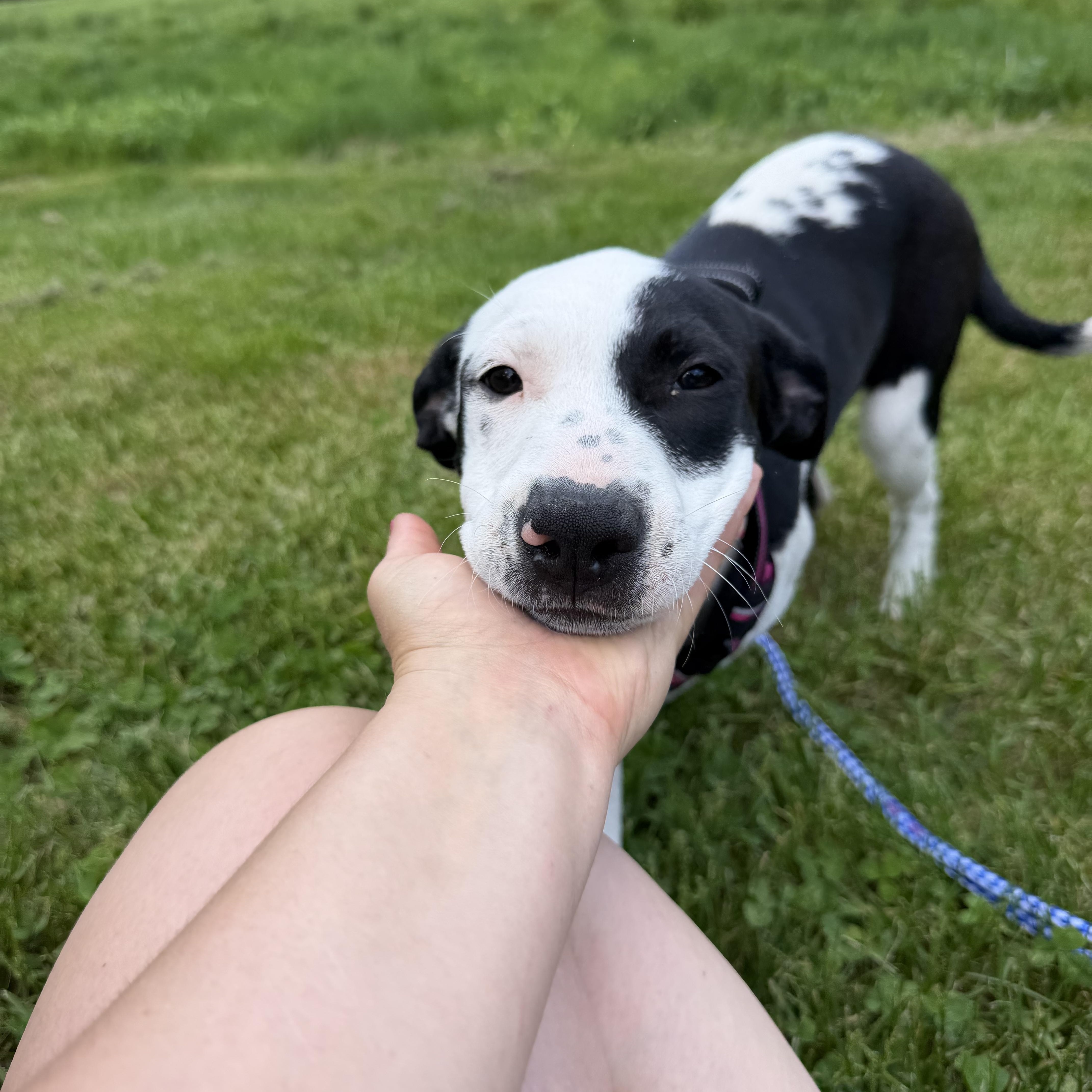 Daisy thumbnail 3