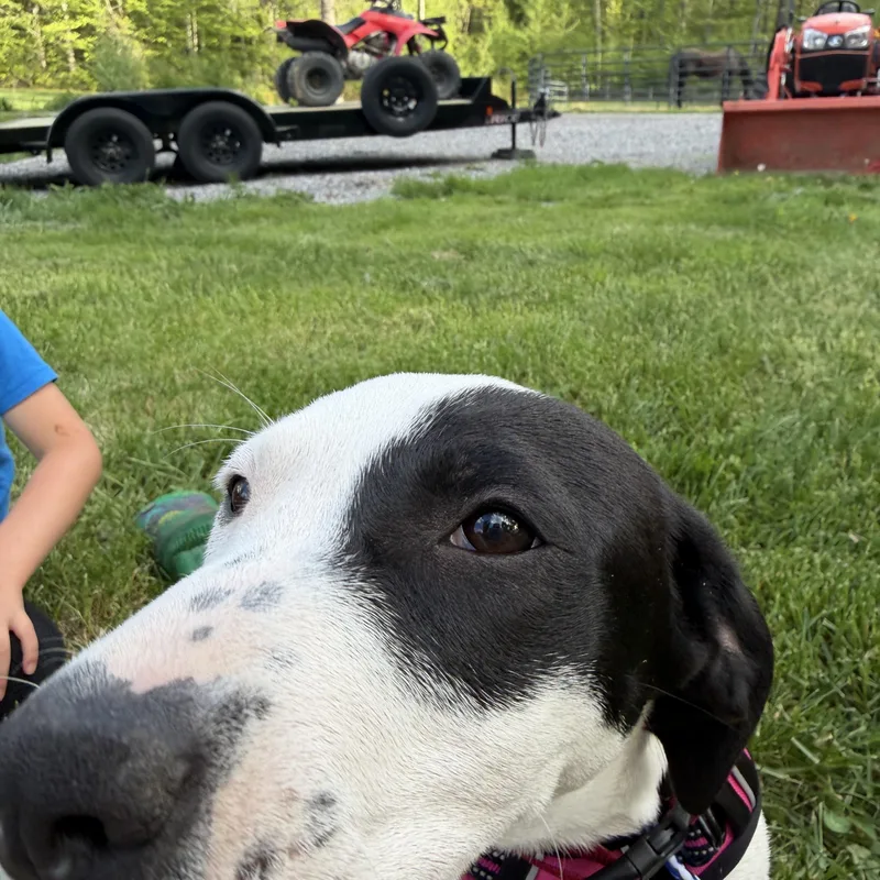 Daisy thumbnail 5