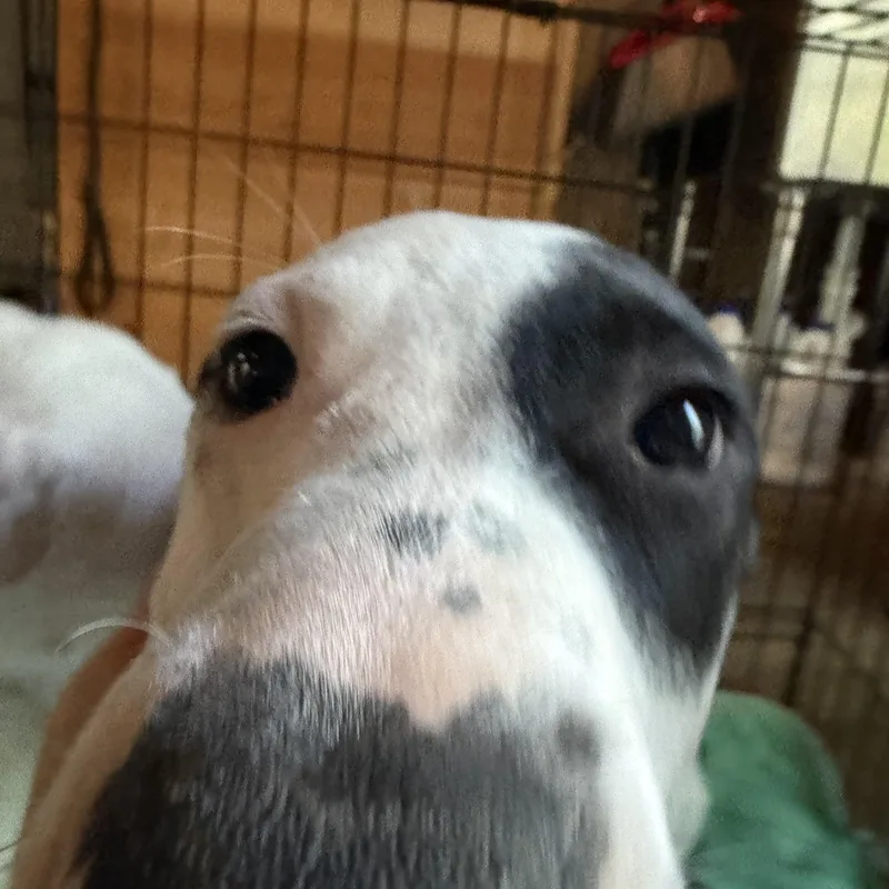 Daisy thumbnail 6