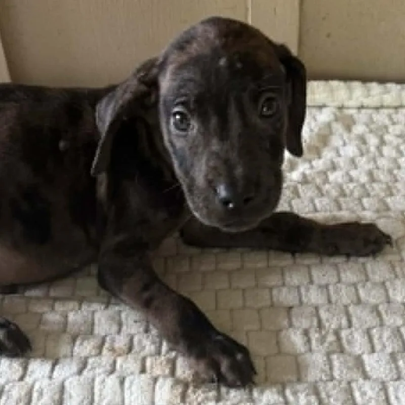 A baby medium-sized male Black Mixed Breed dog named Gumball for adoption in Alexandria, VA