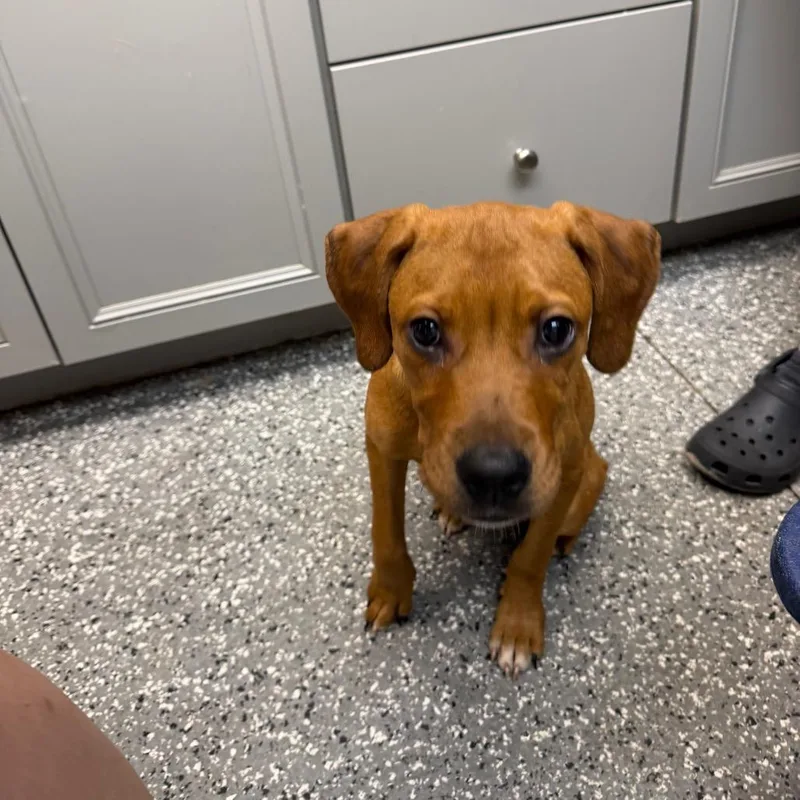 A baby small-sized female Yellow / Tan / Blond / Fawn Hound dog named Winnie for adoption in Parkersburg, WV