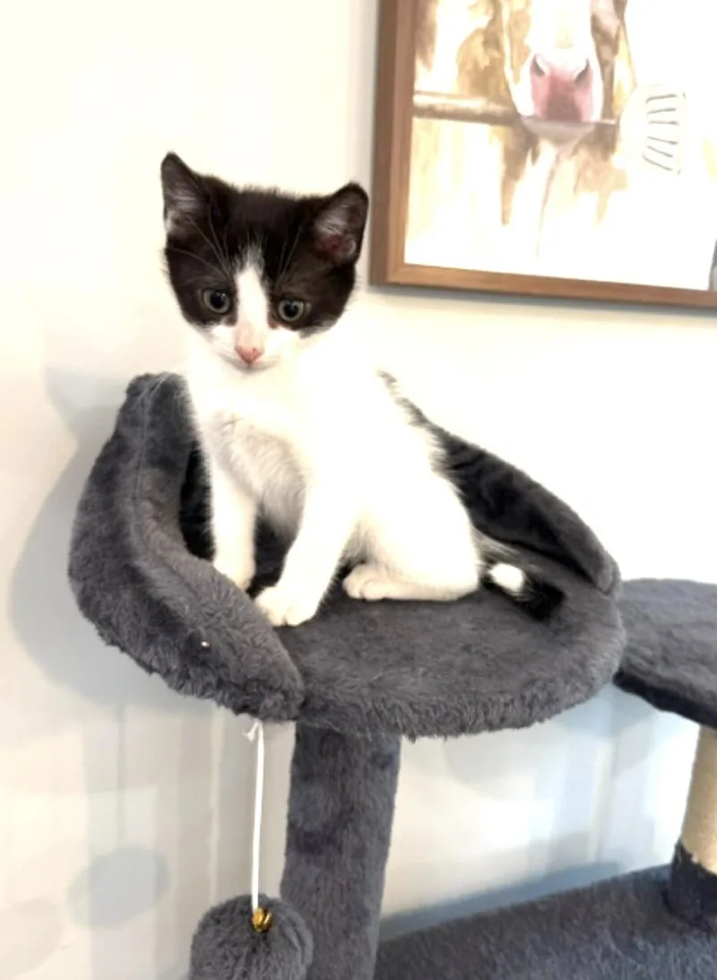 Peaches thumbnail 3